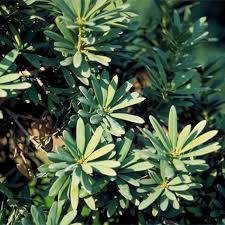 Image result for Podocarpus latifolius