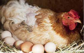 How Do Chickens Lay Eggs The Happy Chicken Coop
