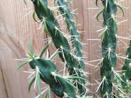 Image result for Opuntia imbricata