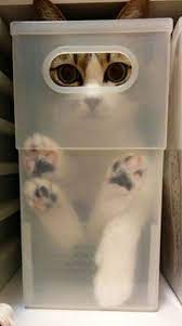 I Know They Cannot See Me Right Crazy Cats Cute Cats Cute Animals
