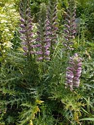 Acanthus Spinosus Garden Design Plants Garden