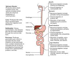 We did not find results for: The Digestive System Nutrition Science And Everyday Application