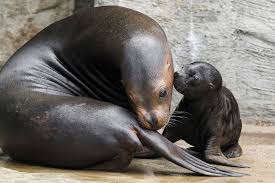 Ab wann sitzen babys gesundnah aok baden wurttemberg. Robben Baby Macht Seine Ersten Schritte Im Tiergarten Schonbrunn