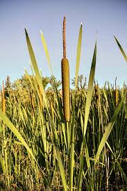 Greywater is generally good for plants greywater has a highly variable chemistry depending upon the activities of the residents and the volume of water and the products used for cleaning and washing. Marsh Plants That Clean Greywater Housesumo Com