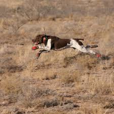 Can you buy bird dogs in stores. Shop Dog Tracking Collars Systems For Hunting Dogs