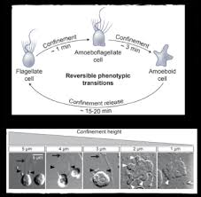 Jun 10, 2021 · anyone in the military is subject to deployment to many really bad places so vaccination is a reasonable precaution. Cell Confinement 4dcell