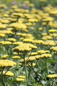 Image result for Achillea millefolium