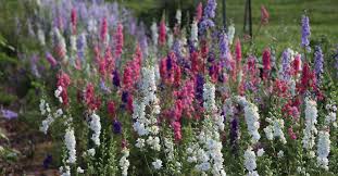 We did not find results for: Where To Buy Flower Seeds For Sale