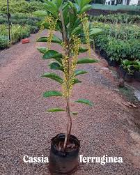 Image result for Cassia ferruginea