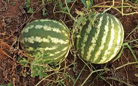 Maybe you would like to learn more about one of these? Planting Watermelon Seeds And Seedlings