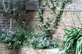 Agapanthus Olive Trees Geranium Rozanne And Evergreen Jasmine Geranium Rozanne Geraniums Victory Garden