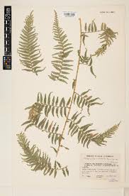 Image result for Selaginella dregei