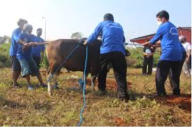 Dari 'aisyah, nabi shallallahu 'alaihi wa sallam bersabda, tidaklah pada hari nahr manusia beramal suatu amalan yang lebih dicintai oleh allah daripada mengalirkan darah dari hewan qurban. Pelaksanaan Qurban Idul Adha 1442 H Pundi Amal Hasanah Umat