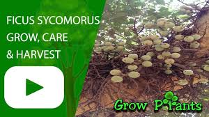 Image result for Ficus sycomorus