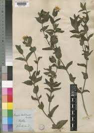 Image result for Aspilia natalensis