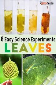 8 Fun Science Activities For Kids About Leaves Science Experiments Kids Science Activities For Kids Science Activities
