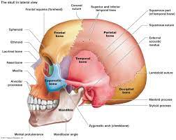 Anatomy Skeletal System Anatomy Anatomy And Physiology