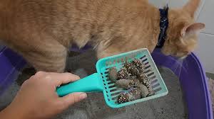 Abnormal Faeces In Dogs And Cats