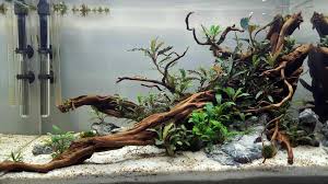 Woodscape Fish Aquarium Decorations Tropical Fish Aquarium Aquarium Fish Tank