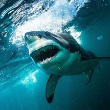 Greatwhite Shark Megalodon Kopek Baligi Kopek