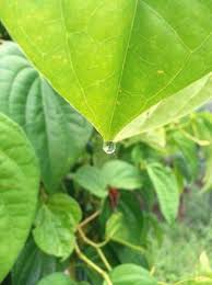 Sireh apabila urat urat daun bertemu menjadi bidalan sireh bertemu urat. Daun Sireh Mampu Naikkan Seri Wajah