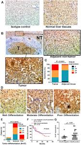 Mitosis occurs in somatic cells of plants and animals. Cul4a Facilitates Hepatocarcinogenesis By Promoting Cell Cycle Progression And Epithelial Mesenchymal Transition Scientific Reports