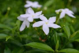 We did not find results for: Ini 10 Jenis Pokok Mudah Hidup Yang Sesuai Ditanam Sebagai Pagaran Impiana