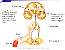 Medial nuclear group (or dorsomedial nucleus). Lecture 6 Diencephalon Diagram Quizlet