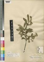 Image result for Fadogia tomentosa