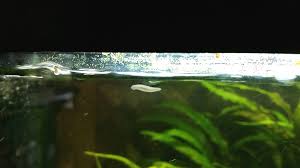 Planaria In The Aquarium Eliminating Flatworms Aquariadise