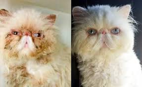 Check out our purebred cat selection for the very best in unique or custom, handmade pieces from our shops. Scottish Fold Cats Facts And Care Guide Thecatsite Articles