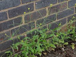 Image result for Sisymbrium orientale