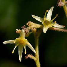 Image result for Kirkia acuminata
