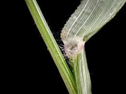 Image result for Eragrostis cilianensis