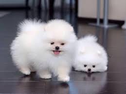 Toy poodle puppies for sale. Uae Ads For Pets Animals Dogs Puppies Free Classifieds Muamat