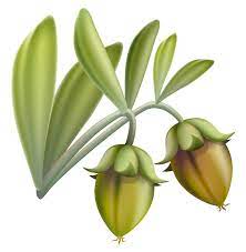 The jojoba is a slow growing evergreen shrub. Growing Jojoba Plants Nature And Environment Mother Earth News
