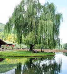 The roots of weeping willows are lengthy, and each primary root is the spreading webbed root system is a key to the fantastic fast growing weeping willow tree branches that spread outwards limber and curving. Weeping Willow Tree For Sale Why You Need One Plantingtree