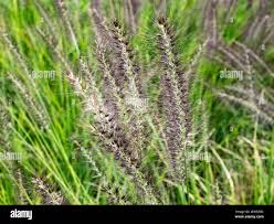 Image result for Cenchrus geniculatus