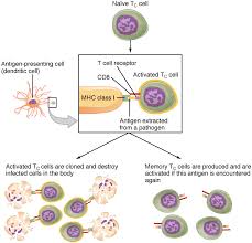 21 3 The Adaptive Immune Response T Lymphocytes And Their