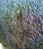 Occurrence of the invasive rugose spiraling whitefly (rsw), aleurodicus rugioperculatus martin was found on coconut, banana. Pikat Wikipedia Bahasa Indonesia Ensiklopedia Bebas