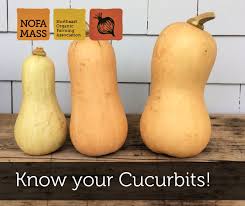 Image result for Cucurbita moschata