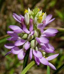 Image result for Polygala senensis