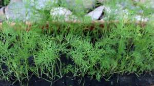 We did not find results for: How To Grow And Harvest Dill Youtube