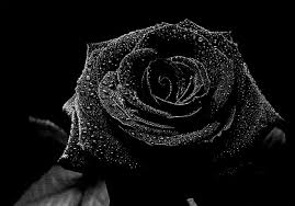 Most Beautiful Black Rose Black Rose Flower Black Rose Black Flowers