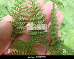 Image result for Hypolepis sparsisora