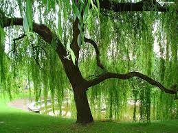 Pieces are cast from her original carvings, and individually painted by hand. Weeping Willow Tree Image Id 30894 Image Abyss