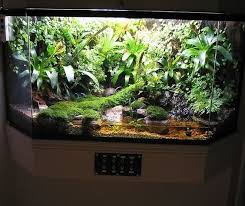 Paludarium Frog Terrarium Reptile Terrarium Terrarium