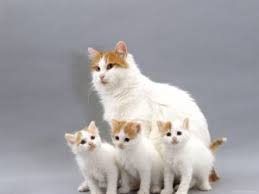 Chat Turc De Van Lesiteduchat Com