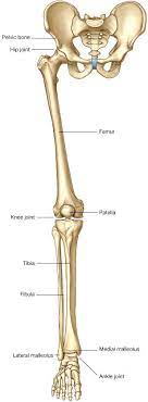 How do they come together to form joints? Http Homepage Ntu Edu Tw Anatomy Teacher Hsieh Anotomy Bone Limb Lower Pdf