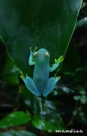 Resultat De Recherche D Images Pour Cochranella Granulosa Amphibians Animals Reptiles And Amphibians